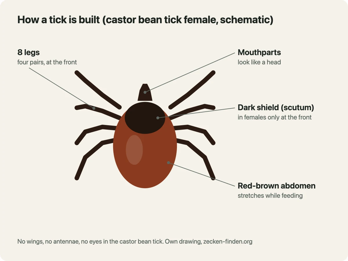 Schematic drawing of a female castor bean tick seen from above: small mouthparts at the front, a dark shield behind them, a red-brown abdomen and four pairs of legs on the front half of the body